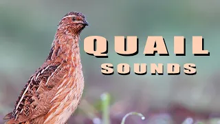 Common Quail. Bird sounds from summer meadow