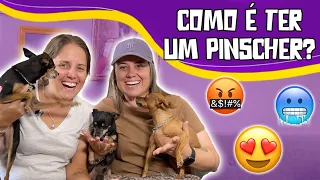 COMO É TER UM PINSCHER? TUDO SOBRE A RAÇA PINSCHER, COMPORTAMENTO,CUIDADOS ESSENCIAIS E CURIOSIDADES