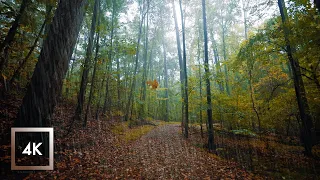 Walking in the Rain, Autumn Forest, Gentle Thunder Rumbles for Sleep and Study, ASMR