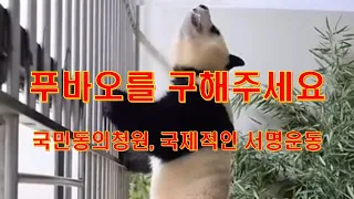 푸바오를 구해주세요..!! 국회 국민동의청원..!! 국제적인 서명운동 전개..!!