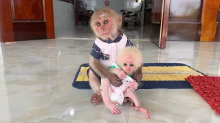 Monkey SinSin became the world's most perfect brother who took care of baby monkey ZiZi