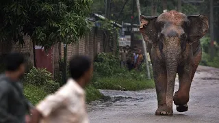 Unbelievable Elephant Attacks & Interactions Caught On Camera