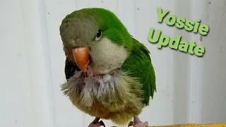 Update On Yossie The Quaker Parrot With The Avian Bornavirus