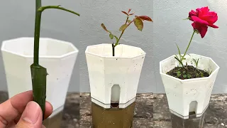 Rose Technique Planting: (100% Success)