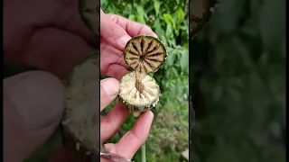 Cutting poppy seed pod/ Opium seed pod crossection / Viral short/Seed pod/My Home Garden.