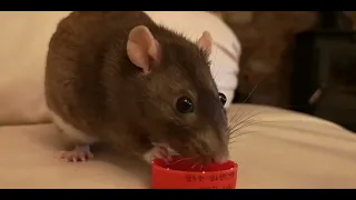 Aki the rat slurping water from a lid 🤣❤️😍