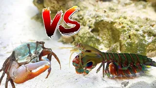 GIANT PET MANTIS SHRIMP VS CRAB! *EPIC Battle ROYALE*