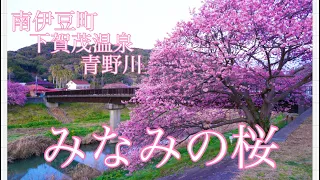 【みなみの桜】美しい青野川に咲くみなみの桜並木🌸🌸🌸