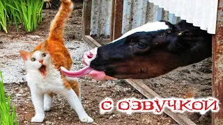 ПРИКОЛЫ С КОТАМИ! САМЫЕ Смешные коты   с озвучкой! СМЕШНЫЕ ЖИВОТНЫЕ!   До слёз!