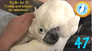 Training Good Bird Behaviour | Ep.47: No Jive 5 Parrot Training | Cockatude: Cockatoos with Attitude