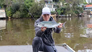 Dirty water Pelagics || Sydney Harbour pelagics on Pilchards ||