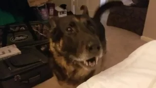 German Shepherd Throws a Temper Tantrum