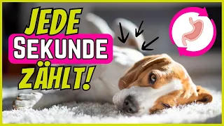 SO kommt es zur Magendrehung beim Hund ⚡