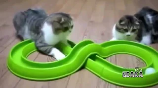 BEST FUNNY CATS IN COUB ПРИКОЛЬНЫЕ КОШКИ FUNNY ANIMALS #1