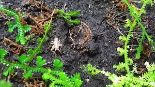 Falltürspinne aus Costa Rica - Sprühen und Füttern