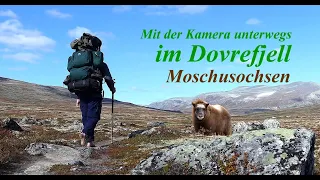 Dovrefjell, Norway. Moschusochsen und Wildpferde finden. Wandern, Übernachten in der wilden Natur