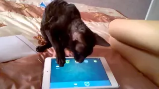 Кошка играет на планшете!! Cat and iPad!!