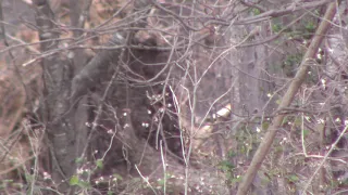 Dogman Sitting In The Woods   2/15/19