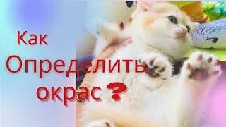 🧡😻🧡КАК ОПРЕДЕЛИТЬ КОТЕНКА BY12 И NY12?🧡🤎🧡ШОКОЛАДНАЯ И ЧЁРНАЯ ШИНШИЛЛА.❤️