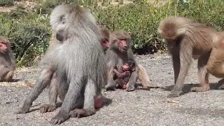 The Real Life Of Baboons