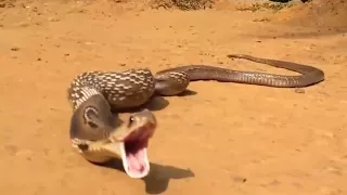 Змея съела 7 куриных яиц The snake ate 7 eggs.