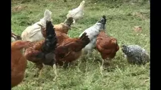 Arizona State University Kuroiler village chicken program in Uganda