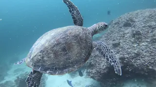 Diving The Daymaniat Islands - Muscat   August 2019