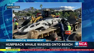 Environmental Management | Humpback whale washes onto beach