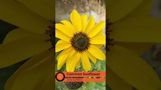 Common Sunflower | MINI GARDEN Glimpse Ep. 13 #shorts #gardening #flowers #sunflower #love #joy