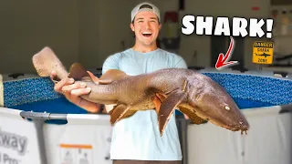 I Bought A GIANT SHARK For My Shark Pond!