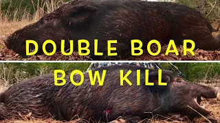 "DOUBLE BOAR" Bow Kill