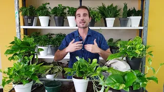 Cuidados de la PLANTA POTO (Epipremnum aureum) para que luzca ESPECTACULAR en tu casa