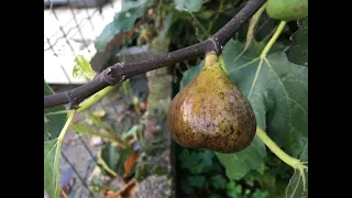 France. Figs. Hungarian JEG ( Ice). Инжир. Старовенгерский сорт Джег ( JEG). Позднее созревание.