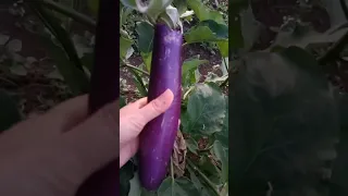 Terong/eggplant/terong ,bengguna🍆layu(@siskelohoactivity )