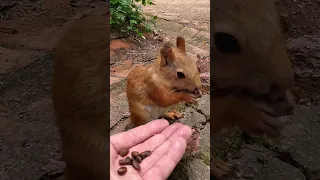 Белочка разговаривает🐿️The squirrel is talking #shorts