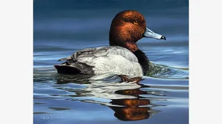 OIL PAINTING - Advice to My Younger Self, Water & Reflections, Wildlife Art