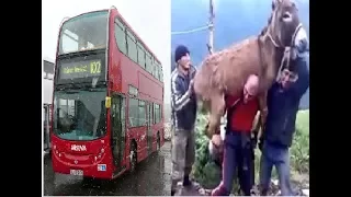 A Powerful Man Picked Up Donkey To Bus On His Shoulders