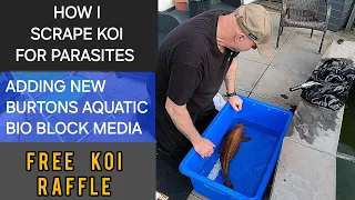 Burtons aquatic bio blocks added to the bunker, FREE KOI RAFFLE & More parasites