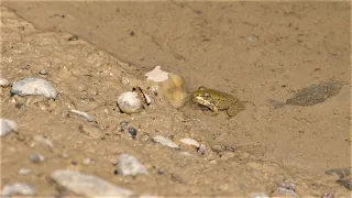 Ist das eine gut schmeckende Beute für einen Frosch? / Is that good tasting prey for a frog?