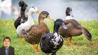 Relax and harmonize your spirit with serene melodies while ethically feeding birds in nature.