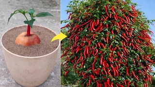 Simple method propagate chili tree with apple fruit || how to grow chili tree at home