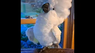 5 Month Old Umbrella Cockatoo laughing!