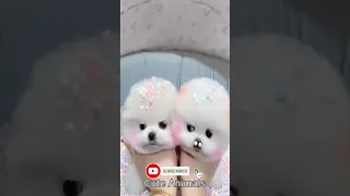 Funny and Cute Dog Pomeranian 😍🐶- Funny Puppy Videos । Cute Animals #shorts #50