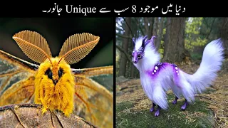 8 Most Unusual Animals In The World Urdu | دنیا کے سب سے انوکھے جانور | Haider Tv