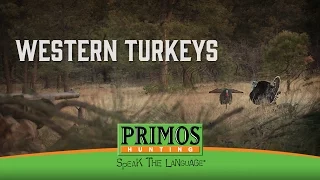 Western Turkeys - Rio Grande Turkey Hunting In New Mexico- Primos Truth About Hunting Season 16