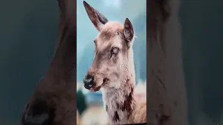 Zombie Deer 🦌