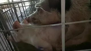 how to breed your pig's by natural method