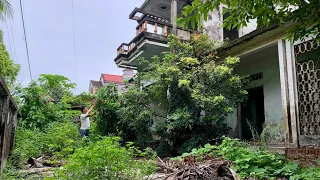 Clean up the abandoned house with overgrown trees covering the roof - Satisfied transformation