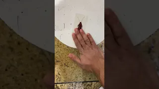 CRAZY Fake ROACH Prank in PUBLIC! 😂