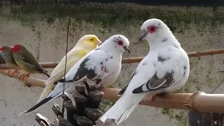 des nouvelles des oiseaux dans la volière 🐦🐦🐦🐦💚💚💚💚